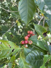 Coffea arabica