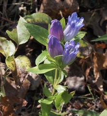 Gentiana catesbaei