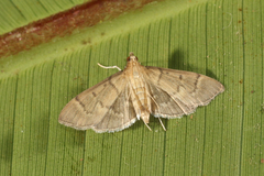 Herpetogramma bipunctalis