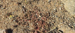 Euphorbia setiloba