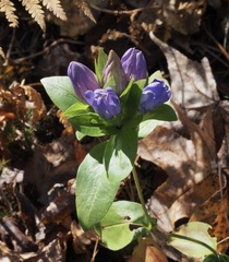 Gentiana catesbaei