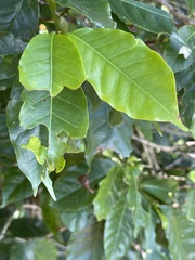 Coffea arabica