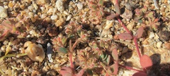 Euphorbia setiloba
