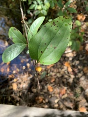 Smilax walteri