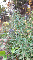 Pycnanthemum