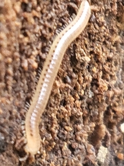 Cylindroiulus punctatus