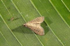 Herpetogramma bipunctalis