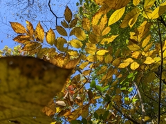 Fraxinus pennsylvanica