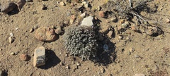 Euphorbia melanadenia