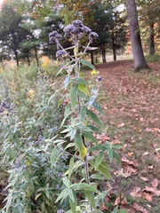 Pycnanthemum