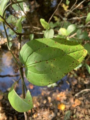Smilax walteri