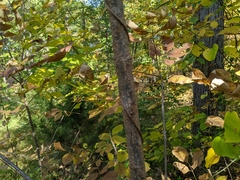 Fraxinus pennsylvanica