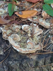 Trametes cubensis