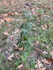 Pycnanthemum