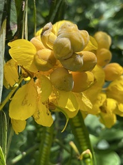 Senna