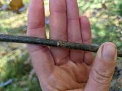 Fraxinus pennsylvanica