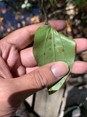 Smilax walteri