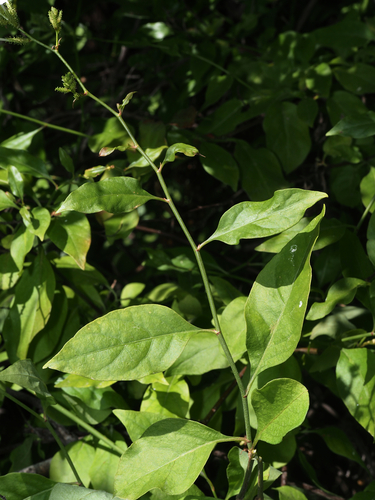 Plumbago zeylanica
