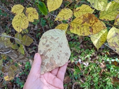 Fraxinus pennsylvanica