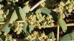 Euphorbia abramsiana