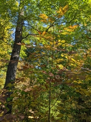 Fraxinus pennsylvanica
