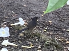 Copsychus malabaricus