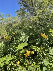 Senna