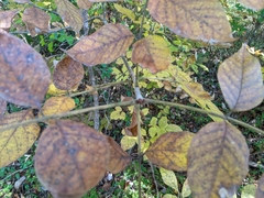 Fraxinus pennsylvanica