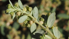 Euphorbia abramsiana