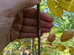 Fraxinus pennsylvanica