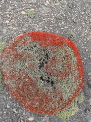 Anarthrophyllum desideratum