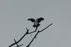 Fluvicola nengeta