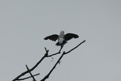 Fluvicola nengeta