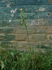 Picris hieracioides