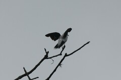 Fluvicola nengeta