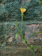 Picris hieracioides