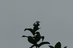 Fluvicola nengeta