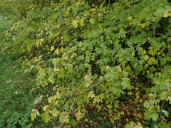 Crataegus monogyna