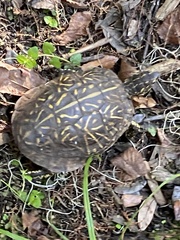Terrapene carolina bauri