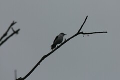 Fluvicola nengeta