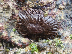 Heliaster cumingi