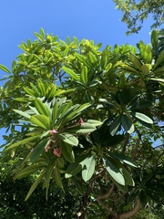 Plumeria