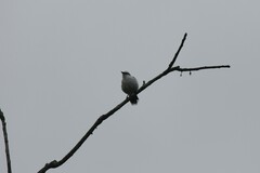 Fluvicola nengeta