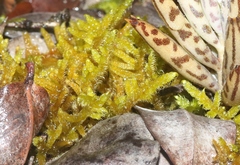 Hypnum plumaeforme