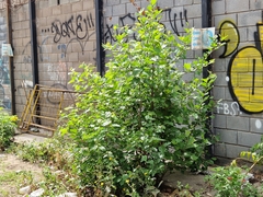 Abutilon grandifolium