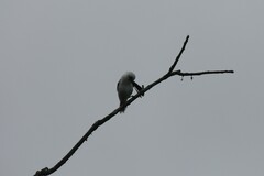 Fluvicola nengeta