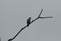 Fluvicola nengeta