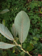 Salix atrocinerea