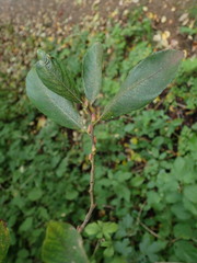 Salix atrocinerea