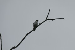 Fluvicola nengeta